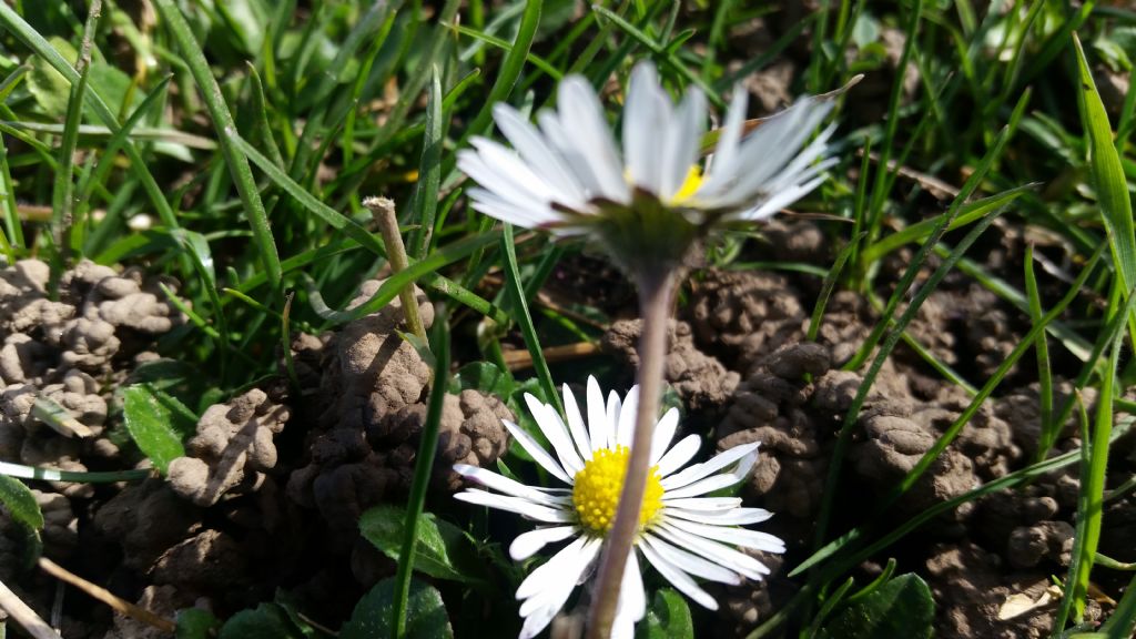 Bellis perennis?  Bellis sp. (B. perennis o B. sylvestris)