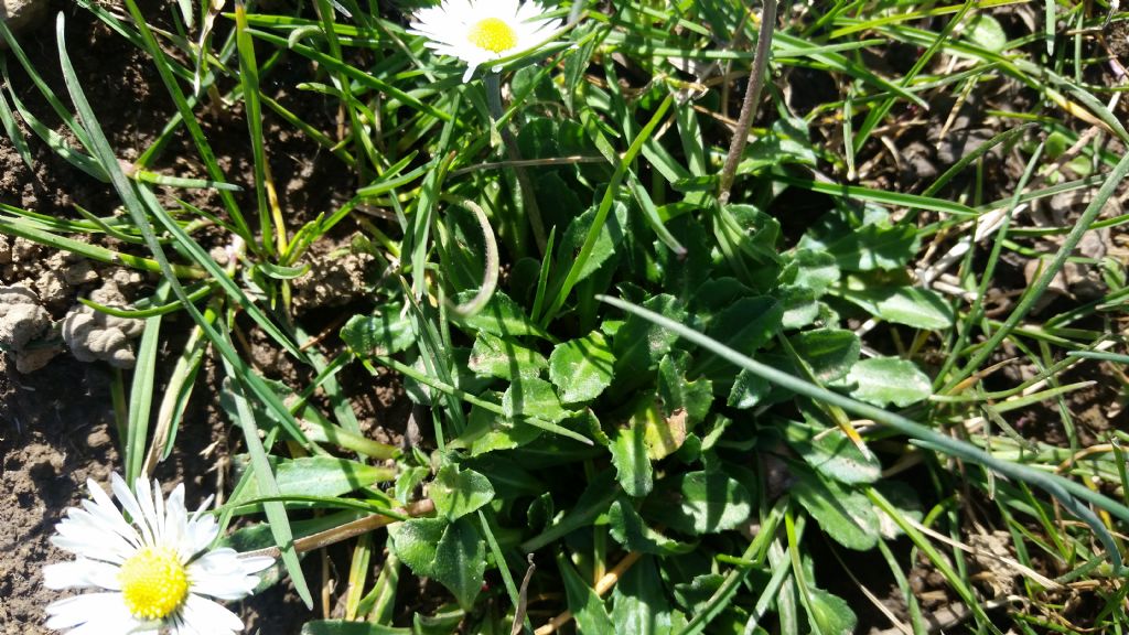 Bellis perennis?  Bellis sp. (B. perennis o B. sylvestris)