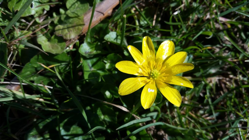 Ranunculus ficaria