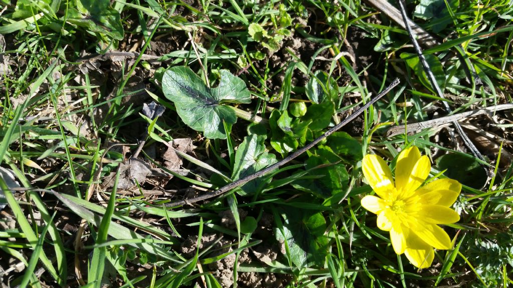 Ranunculus ficaria