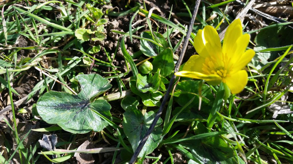 Ranunculus ficaria