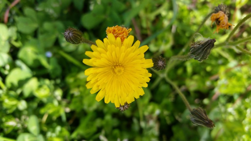 Che fiori?   Asteraceae:  Crepis sp. e altri