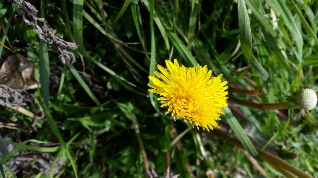 Soffione?  S, Taraxacum sp.