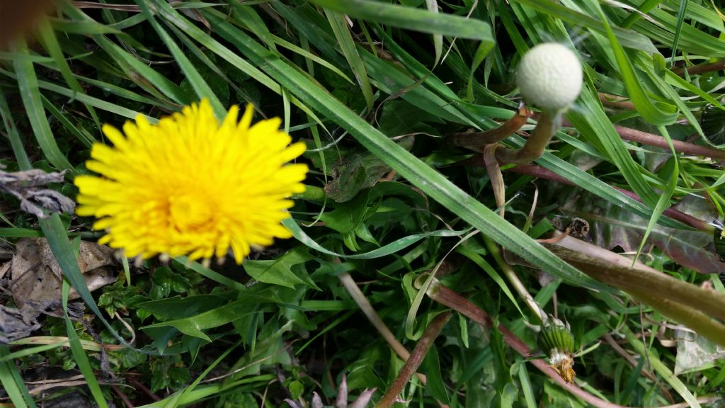 Soffione?  S, Taraxacum sp.