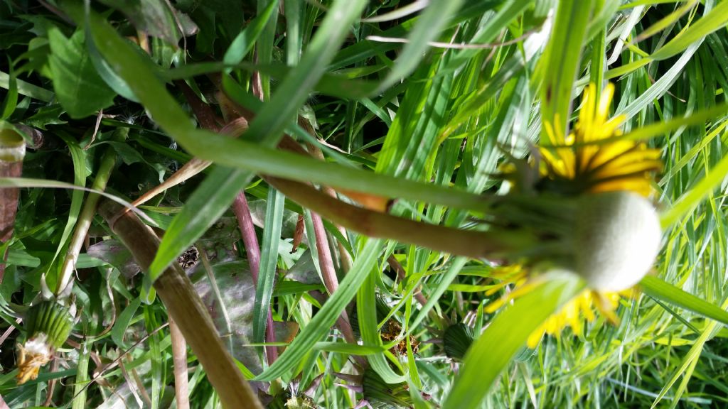 Soffione?  S, Taraxacum sp.