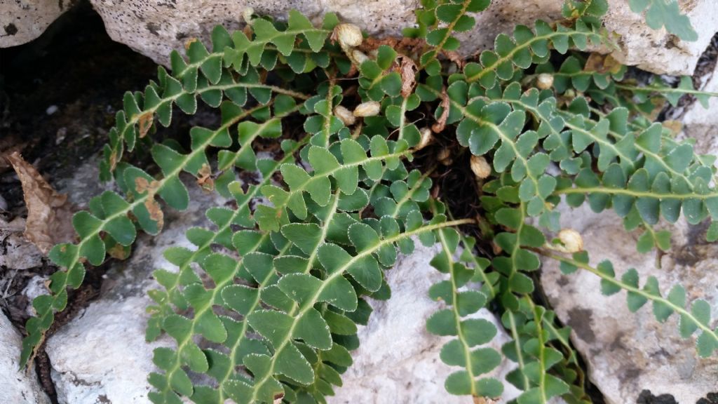 Che tipo di felce ?   Asplenium ceterach