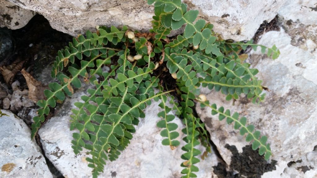 Che tipo di felce ?   Asplenium ceterach