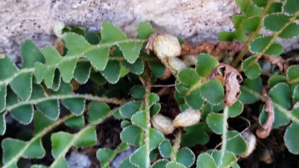 Che tipo di felce ?   Asplenium ceterach