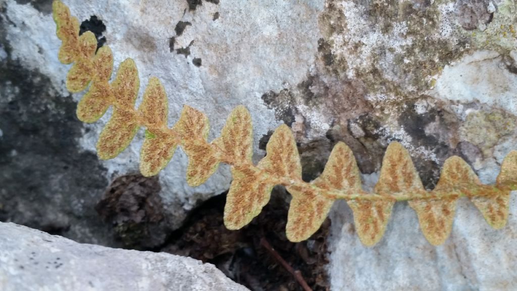 Che tipo di felce ?   Asplenium ceterach