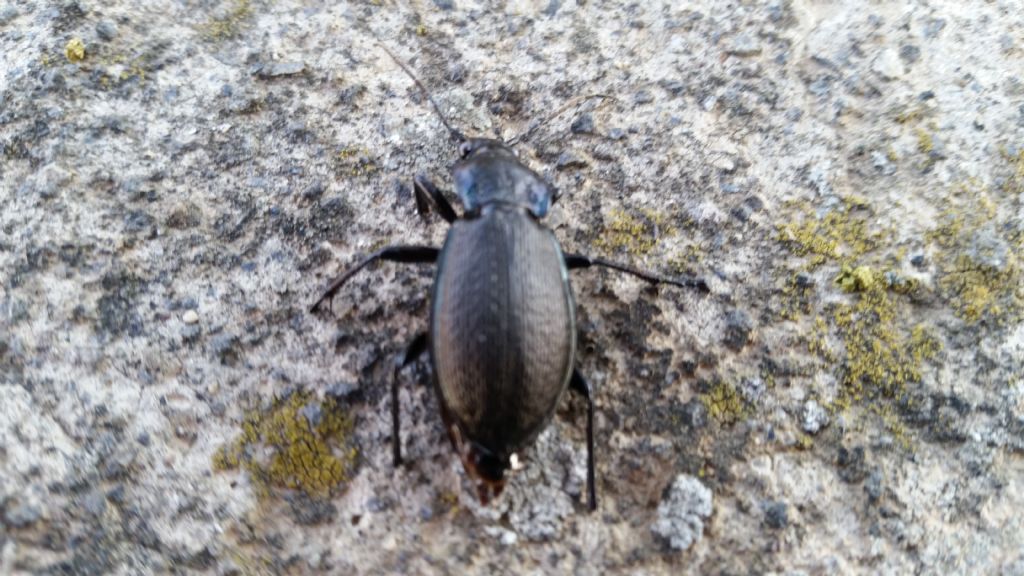 Carabidae:  Carabus (Archicarabus) rossii