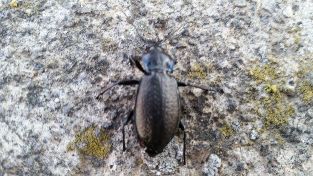Carabidae:  Carabus (Archicarabus) rossii