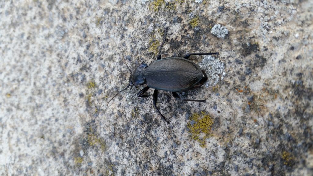 Carabidae:  Carabus (Archicarabus) rossii