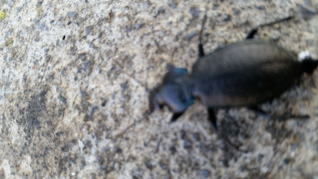 Carabidae:  Carabus (Archicarabus) rossii