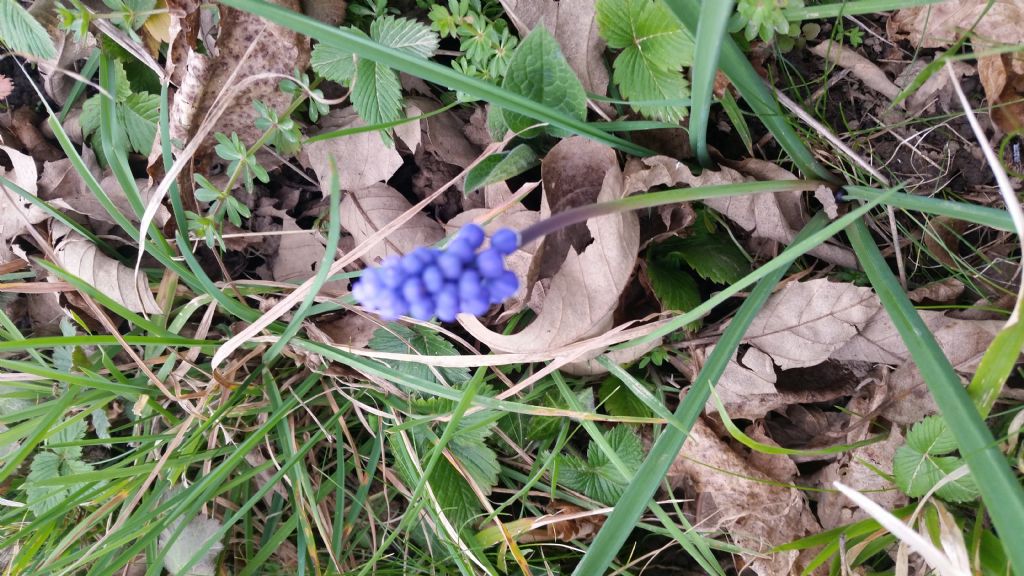 Muscari sp.