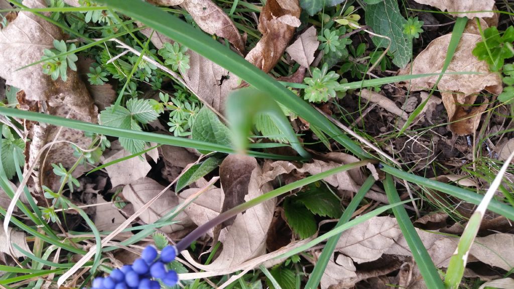 Muscari sp.