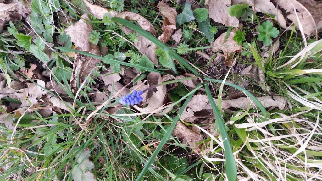 Muscari sp.