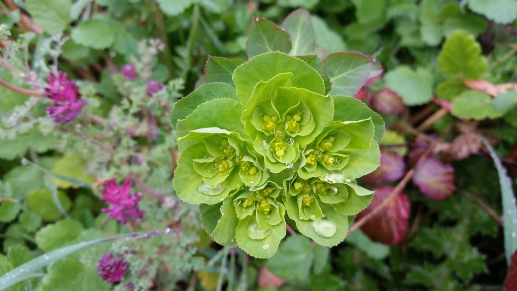 Euphorbia helioscopia