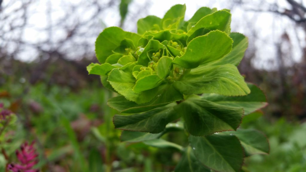 Euphorbia helioscopia