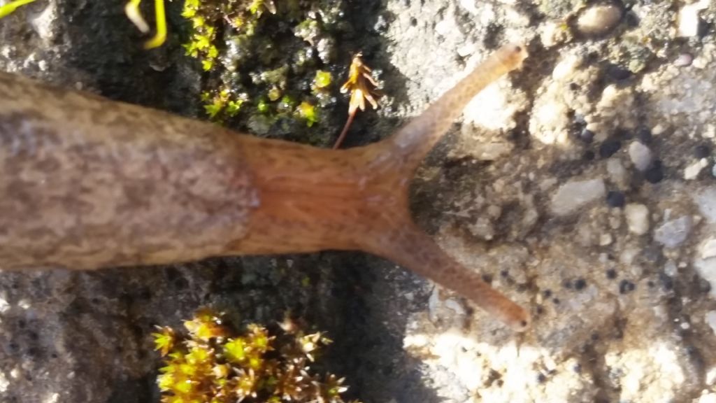 Che lumaca ?  Deroceras reticulatum (Agriolimacidae)