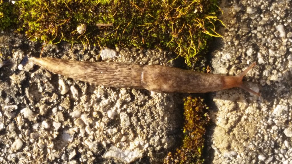 Che lumaca ?  Deroceras reticulatum (Agriolimacidae)