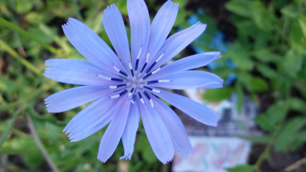 Cichorium intybus (Asteraceae)