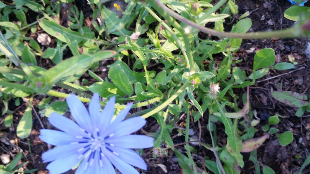 Cichorium intybus (Asteraceae)