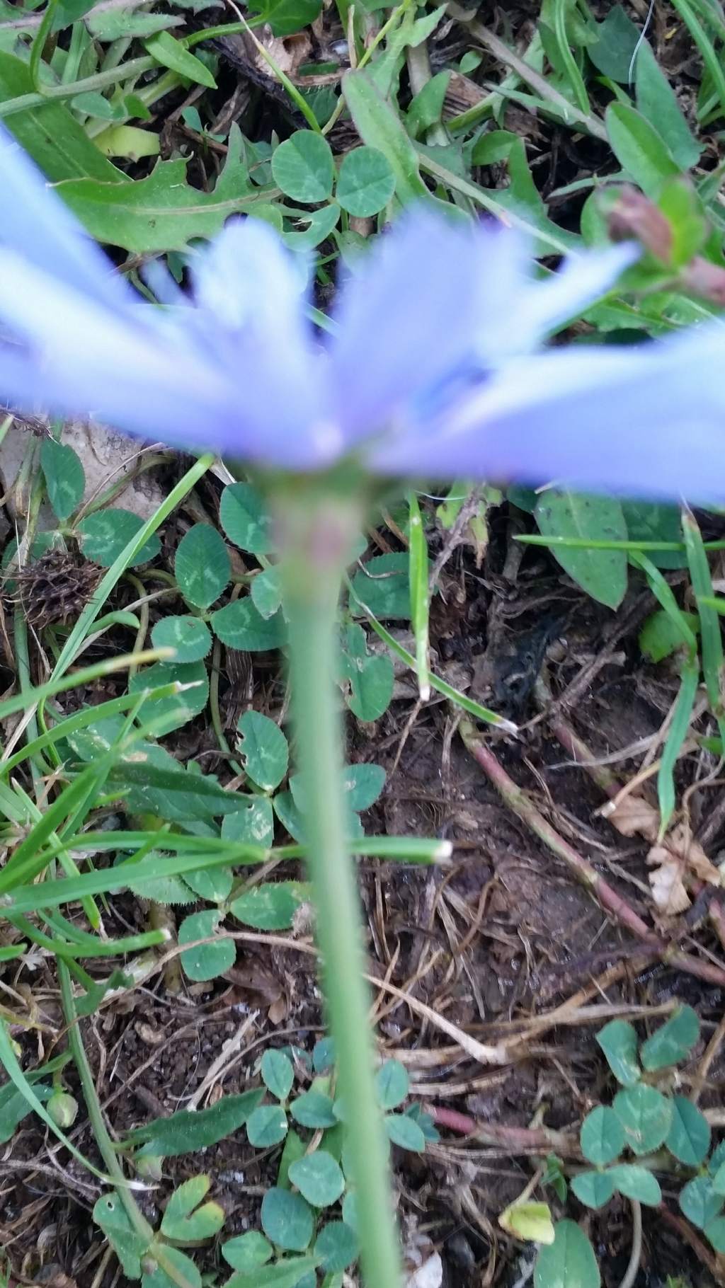 Cichorium intybus (Asteraceae)