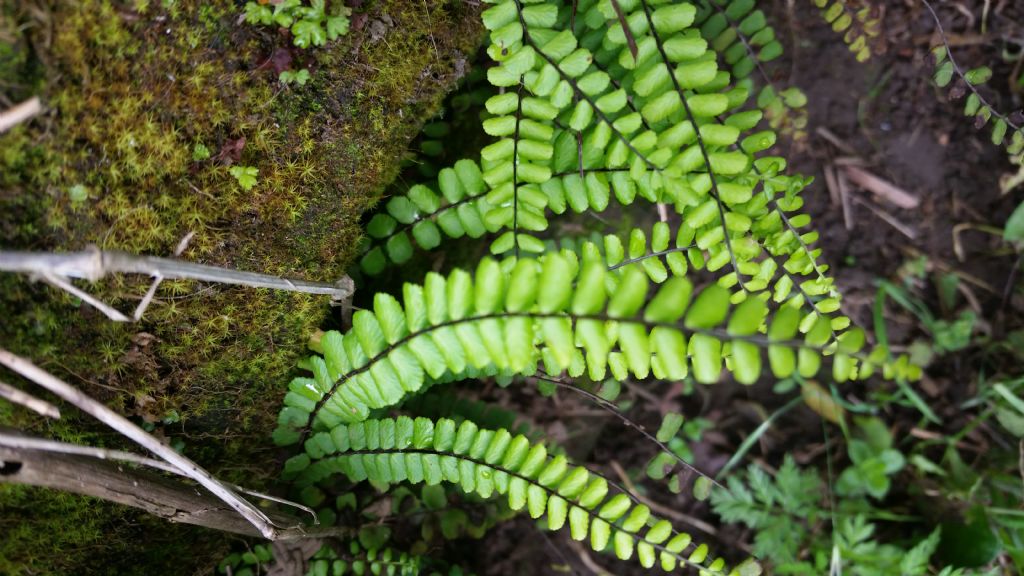 Asplenium trichomanes L. (Aspleniaceae)