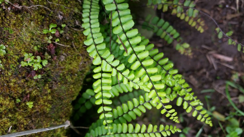 Asplenium trichomanes L. (Aspleniaceae)