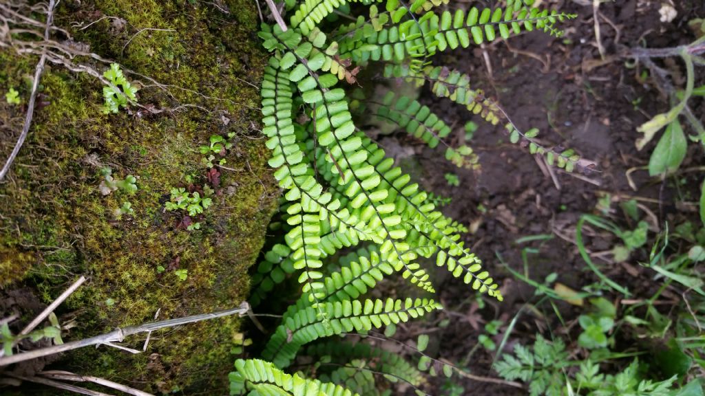 Asplenium trichomanes L. (Aspleniaceae)