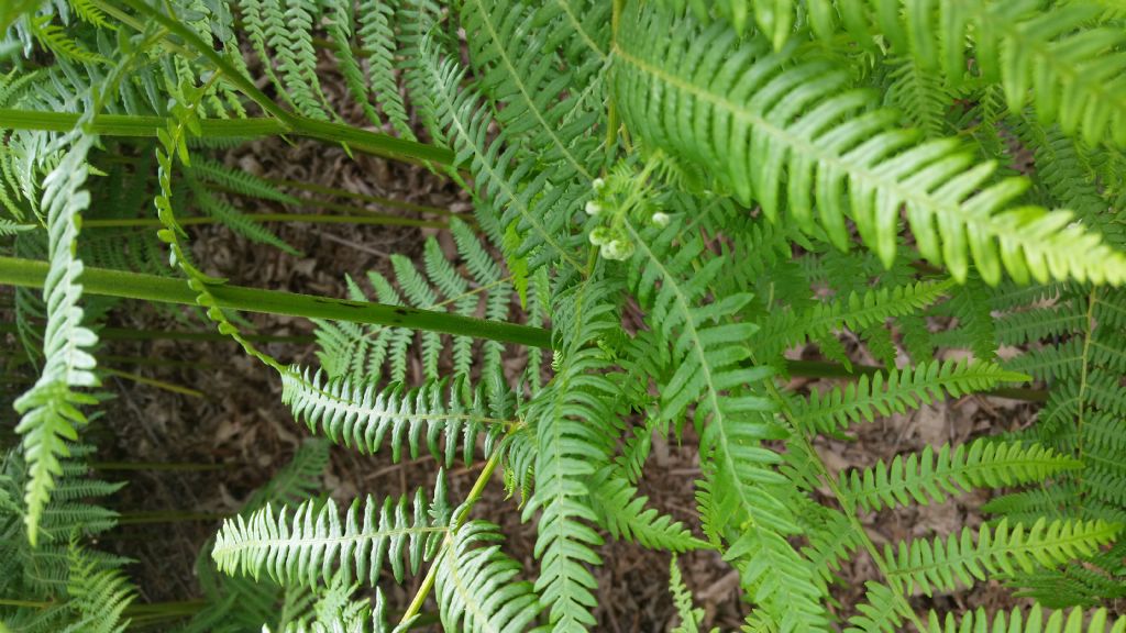 Pteridium aquilinum / Felce aquilina