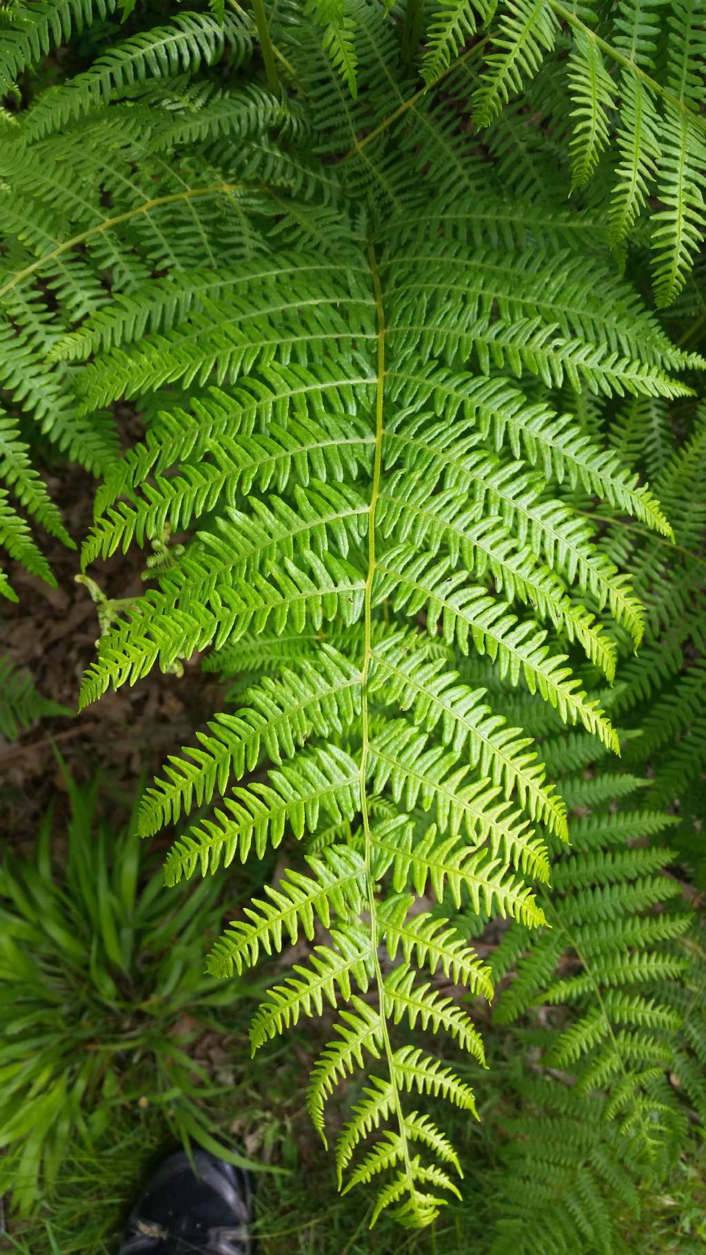 Pteridium aquilinum / Felce aquilina