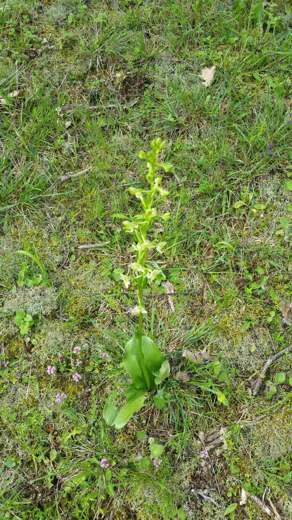 Che orchidea ?  Platanthera chlorantha