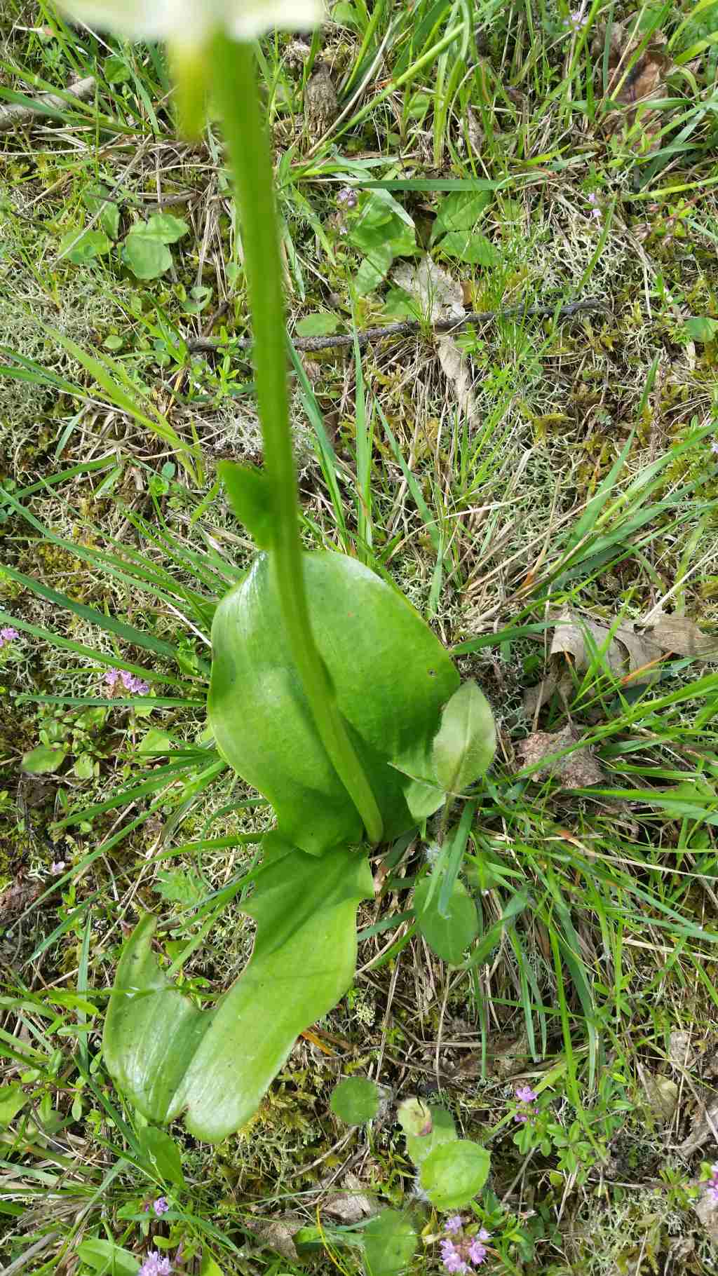 Che orchidea ?  Platanthera chlorantha