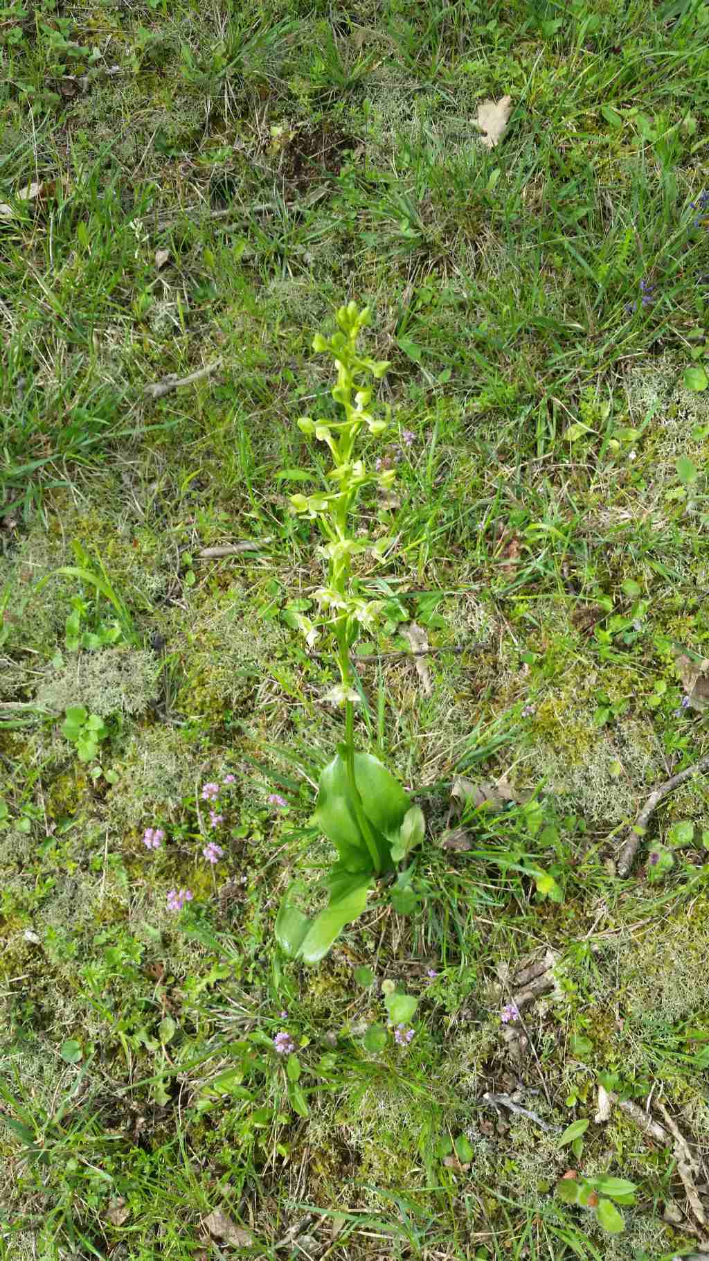 Che orchidea ?  Platanthera chlorantha