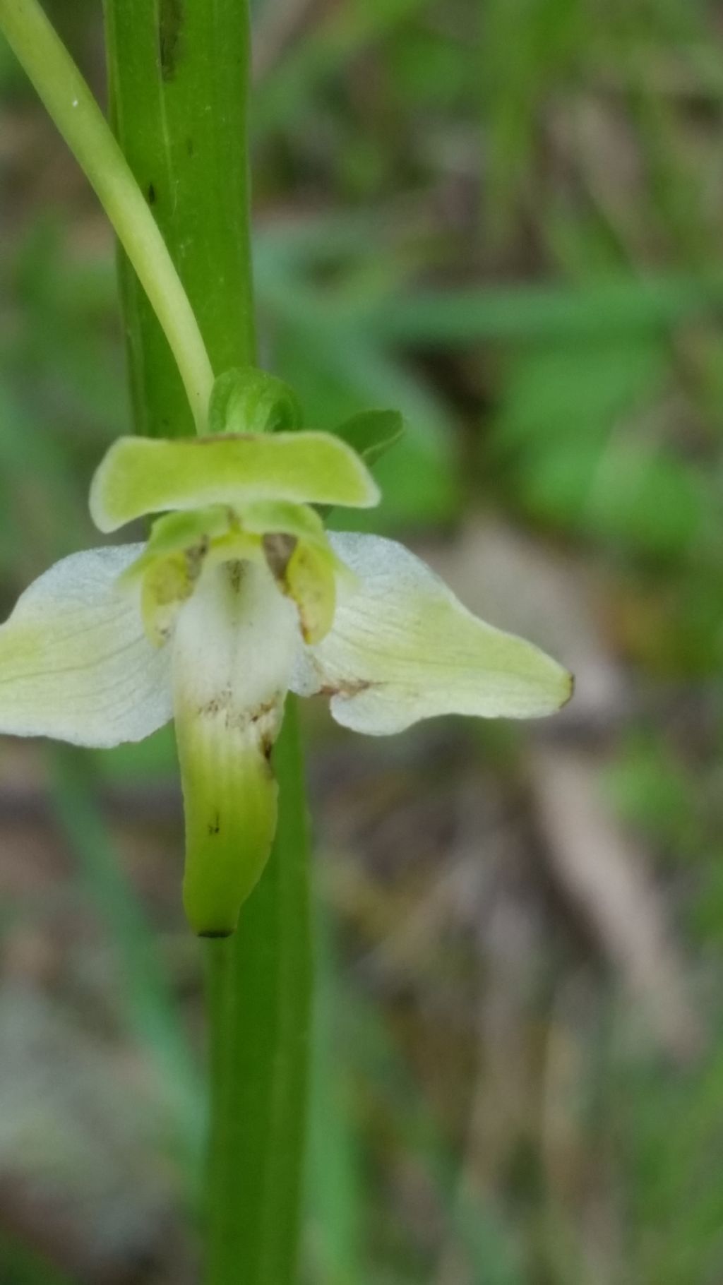 Che orchidea ?  Platanthera chlorantha