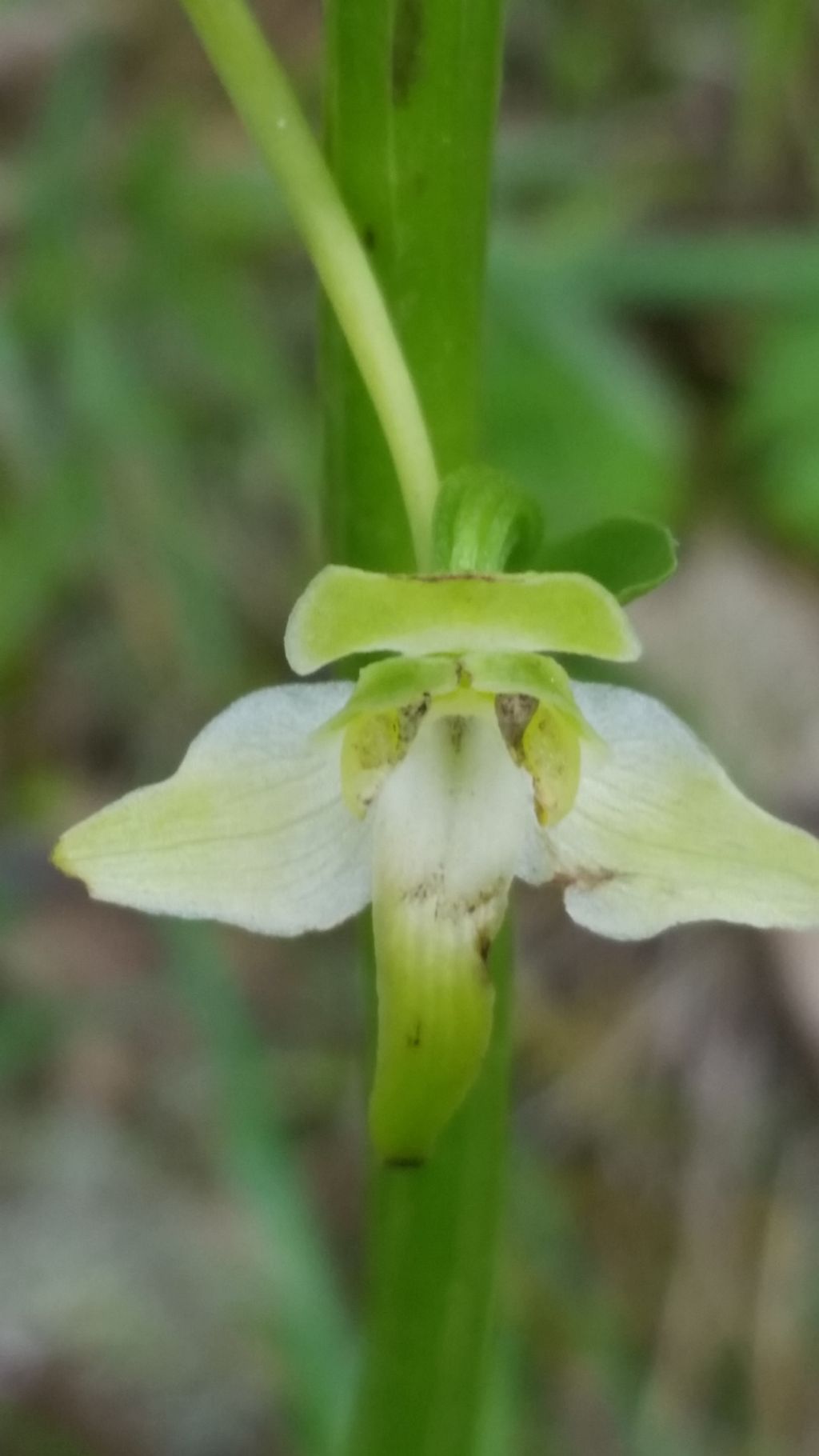 Che orchidea ?  Platanthera chlorantha