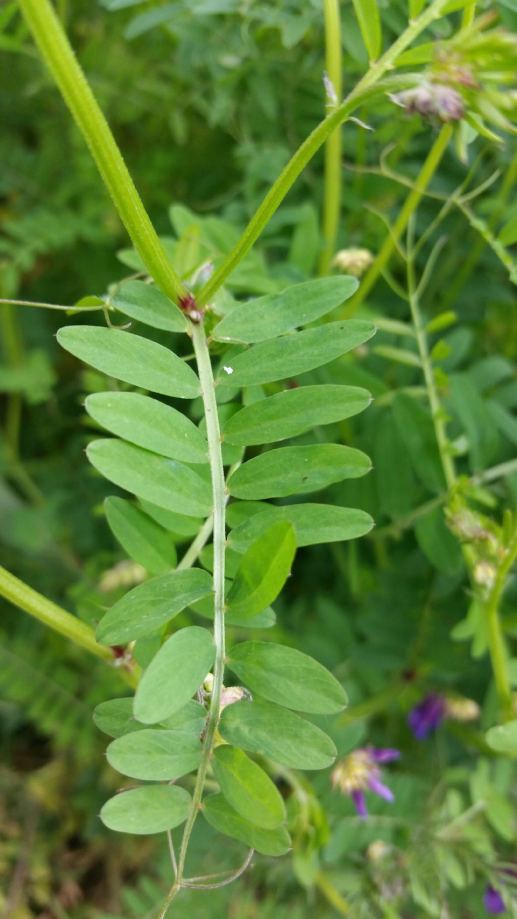 Vicia  villosa (Fabaceae)