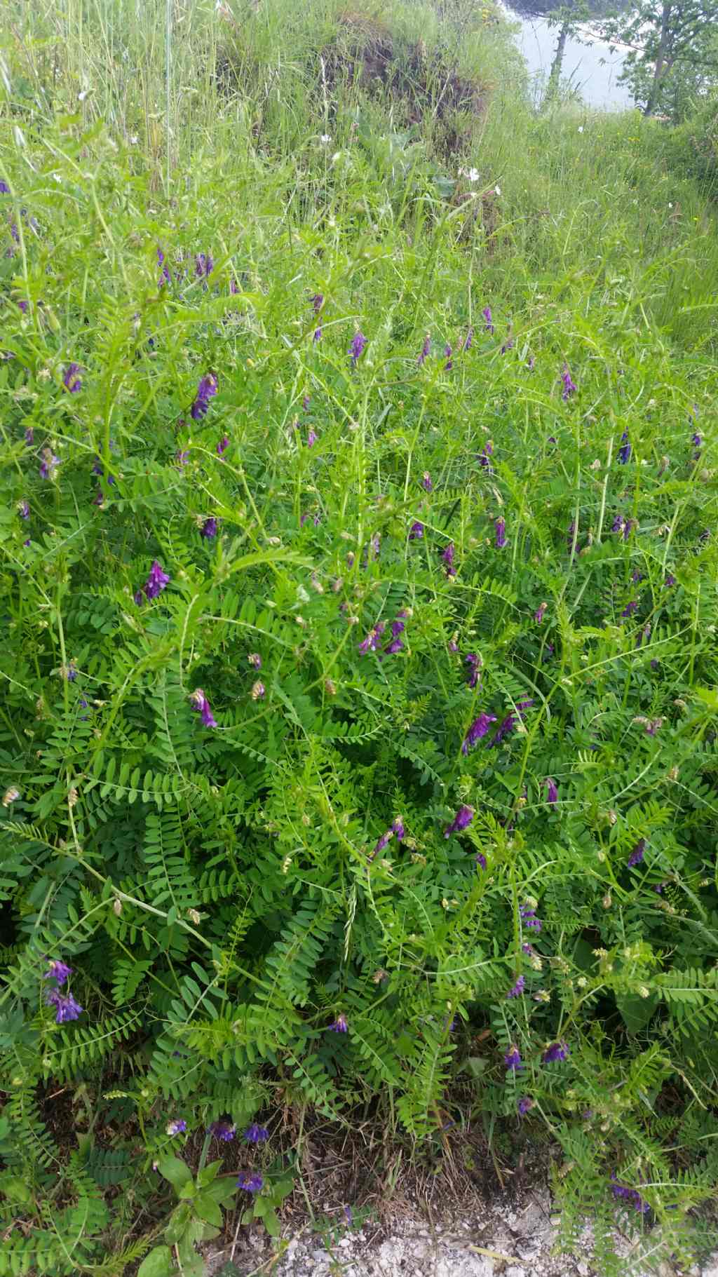 Vicia  villosa (Fabaceae)