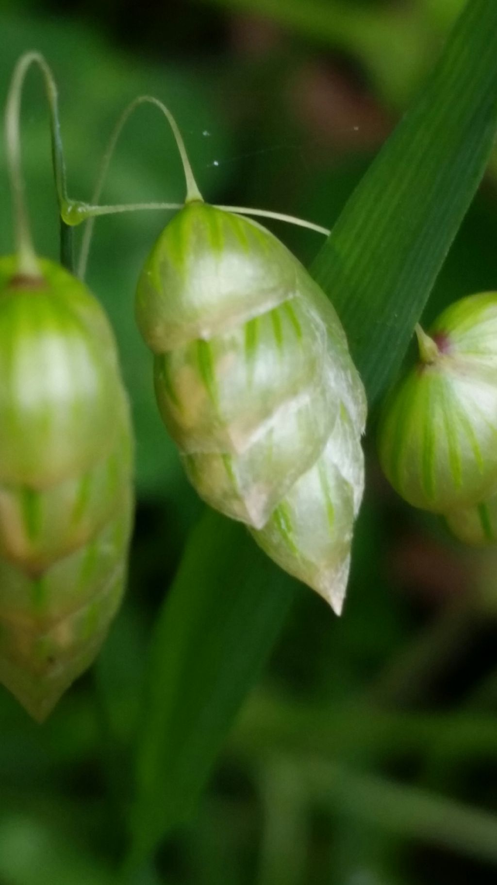 Briza cfr. maxima (Poaceae)