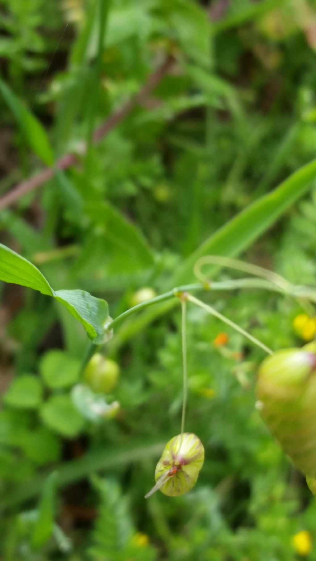 Briza cfr. maxima (Poaceae)