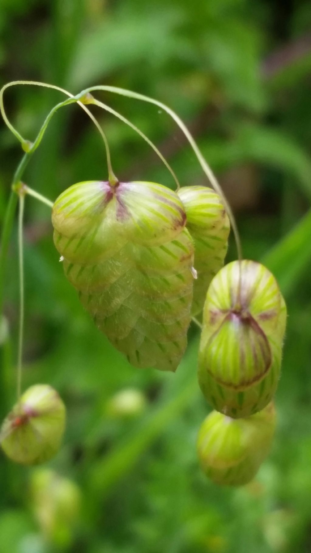 Briza cfr. maxima (Poaceae)