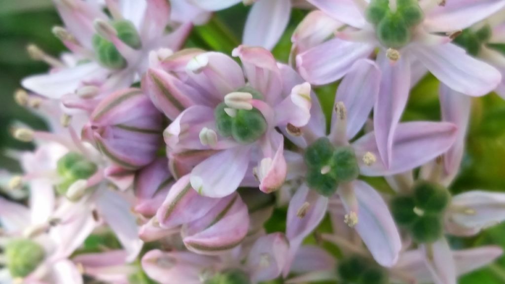 Allium nigrum L. (Amaryllidaceae )