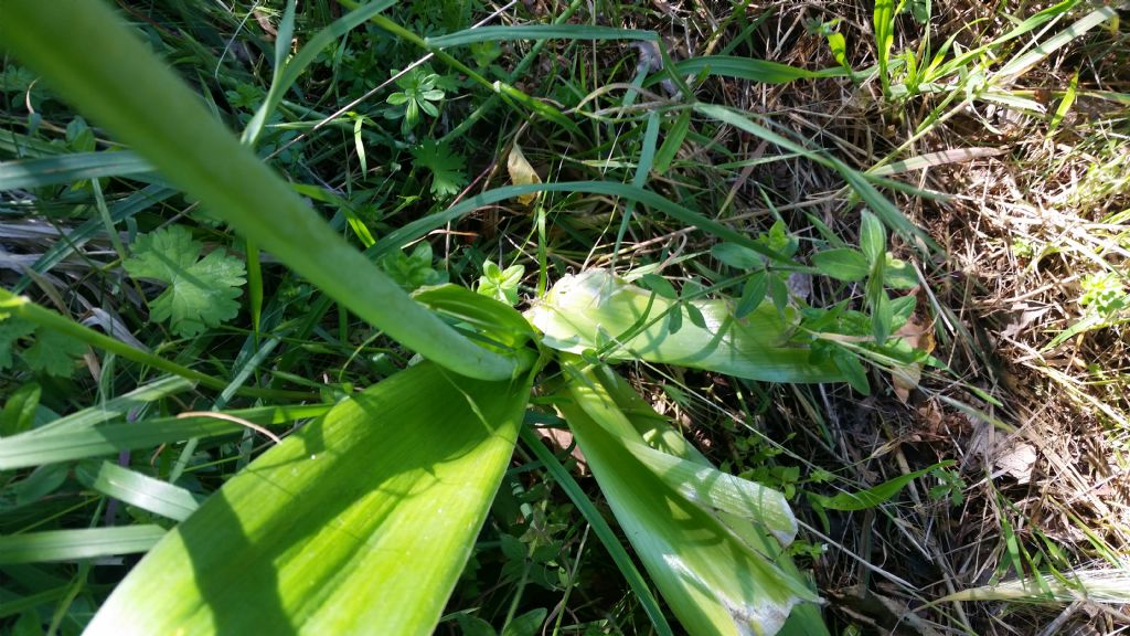 Allium nigrum L. (Amaryllidaceae )