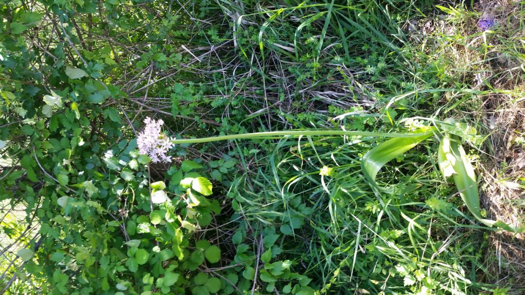 Allium nigrum L. (Amaryllidaceae )