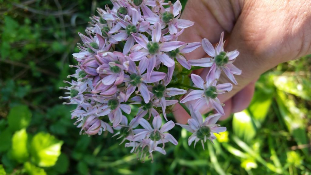 Allium nigrum L. (Amaryllidaceae )