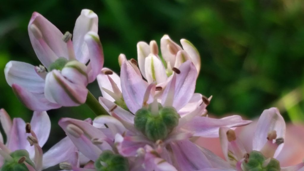 Allium nigrum L. (Amaryllidaceae )