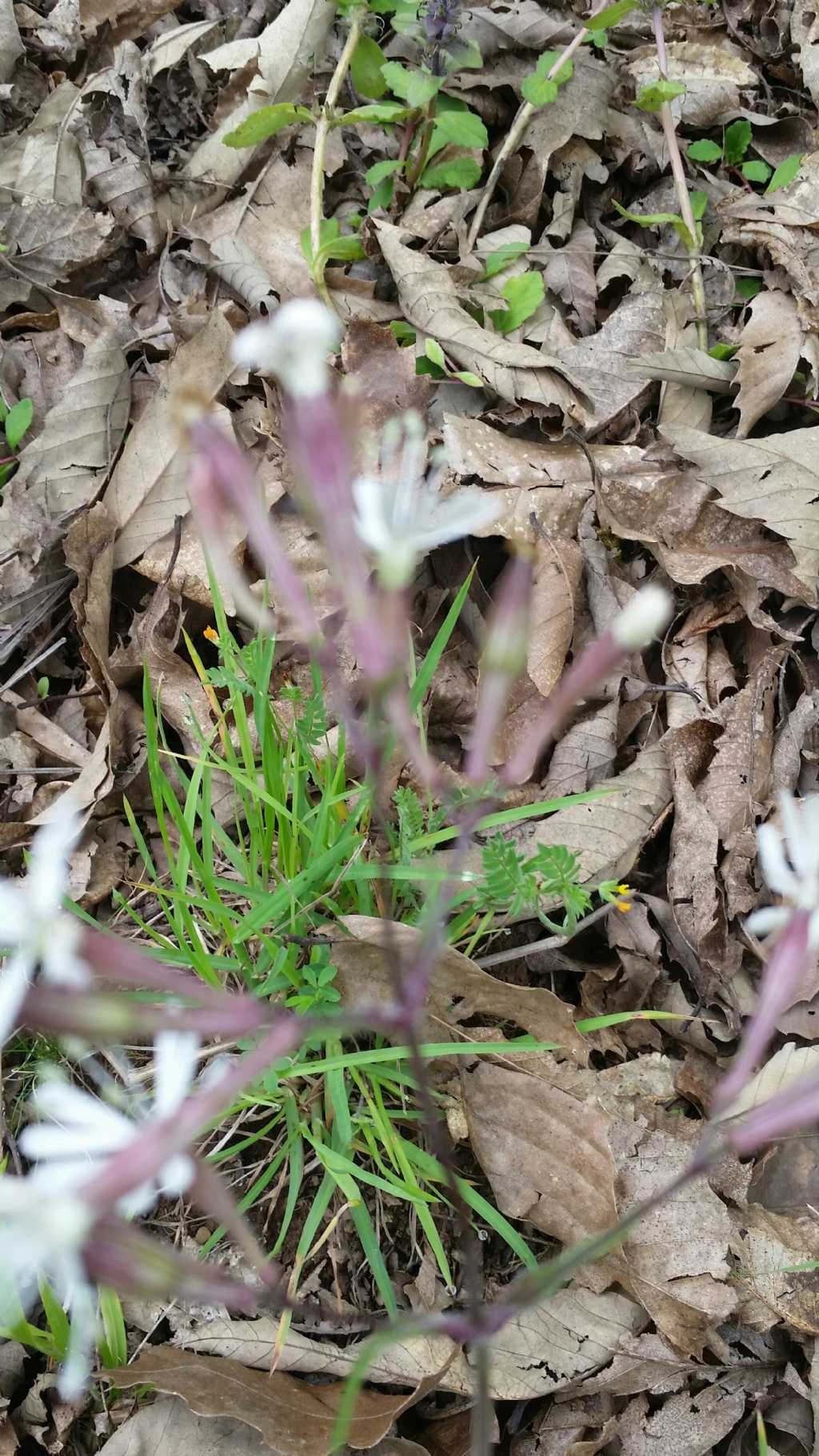 Silene sp. (Caryophyllaceae)