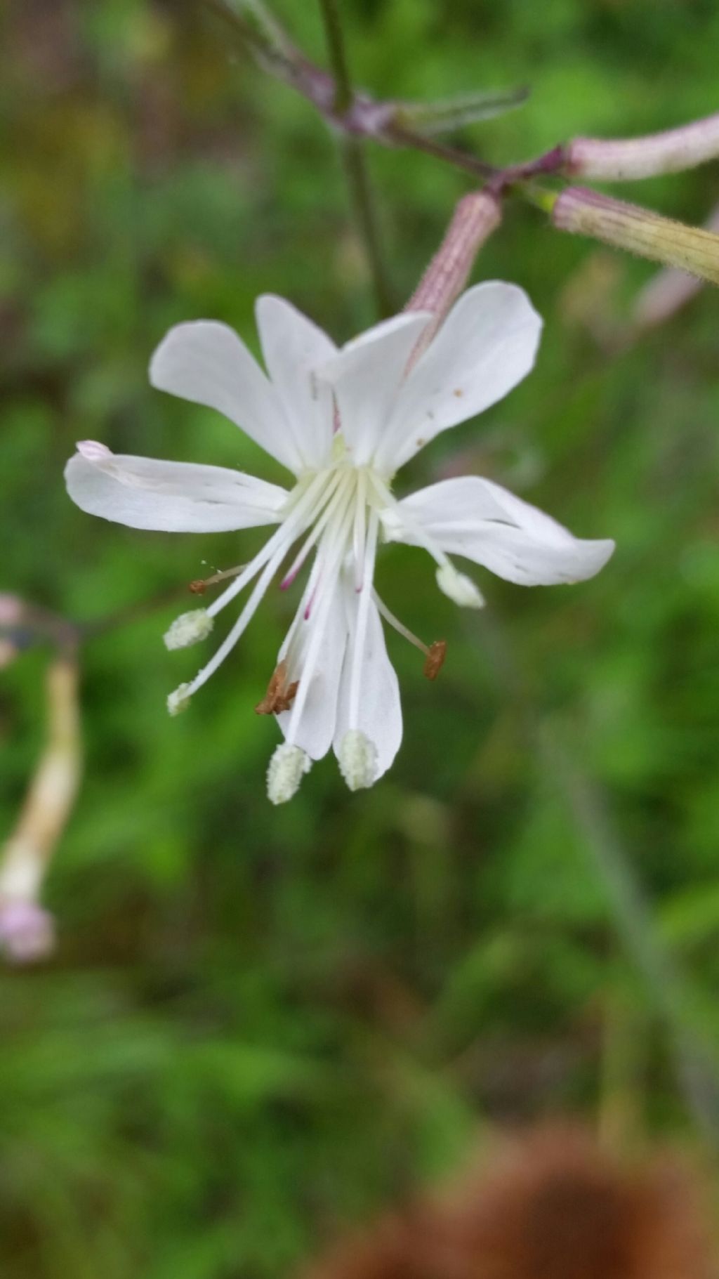 Silene sp. (Caryophyllaceae)