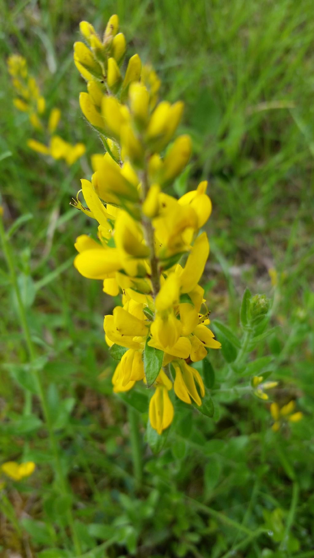 Genista tinctoria  (Fabaceae)